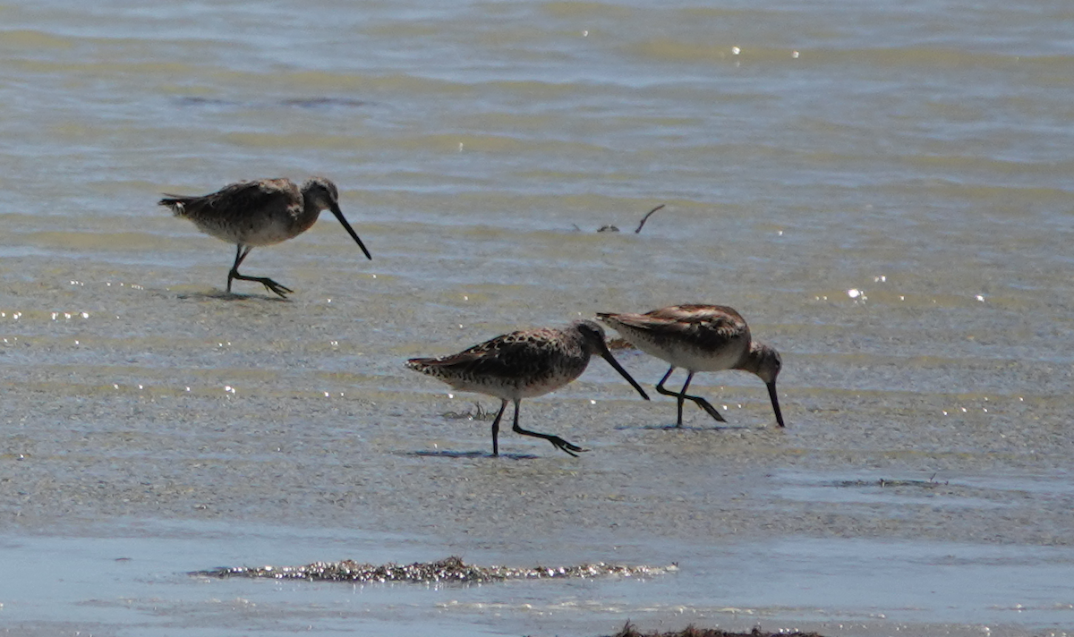 Short-billed Dowitcher - William Boyes