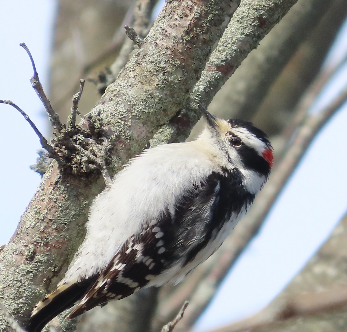 Downy Woodpecker - ML617010232