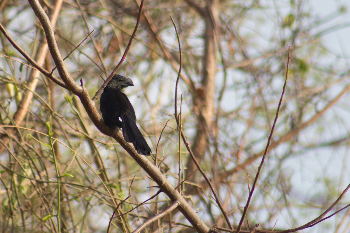 Groove-billed Ani - ML617010236