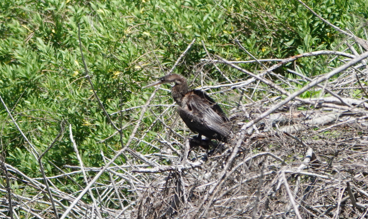 Anhinga d'Amérique - ML617010269