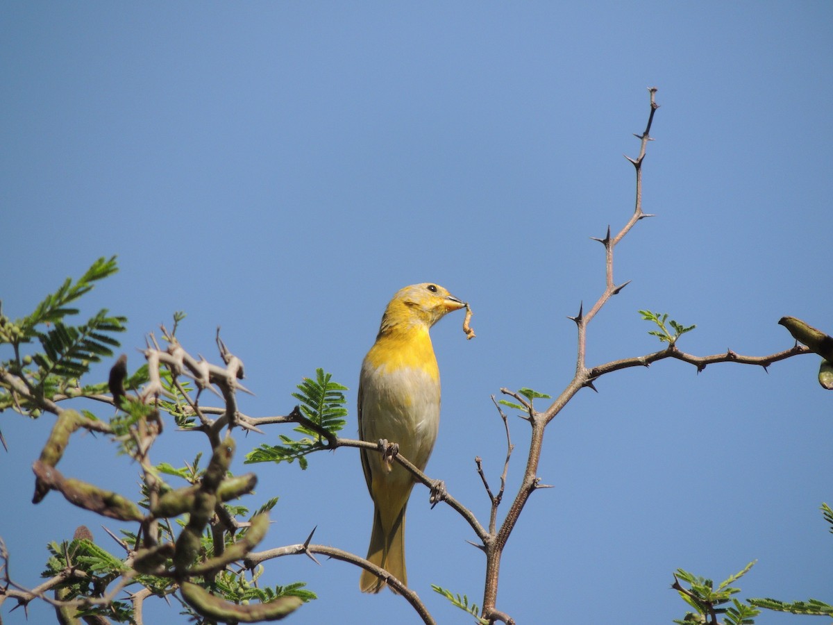 Saffron Finch - Carolina Dávila