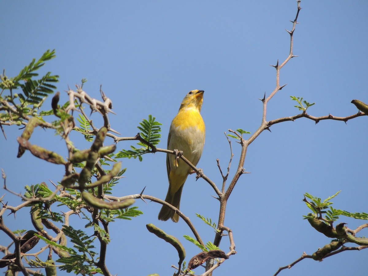 Saffron Finch - Carolina Dávila