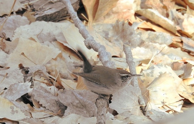 Bewick's Wren - ML617010292