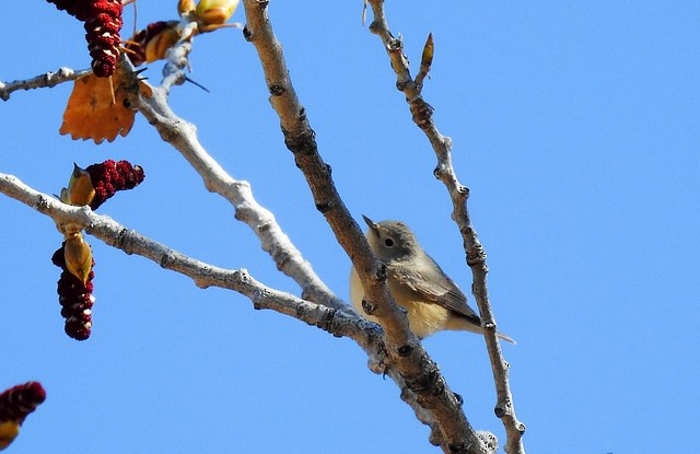 Lucy's Warbler - ML617010314