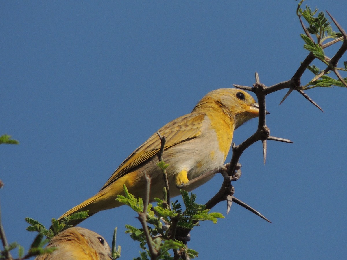 Saffron Finch - Carolina Dávila