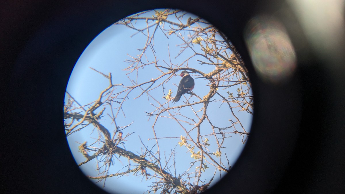 Lewis's Woodpecker - ML617010336