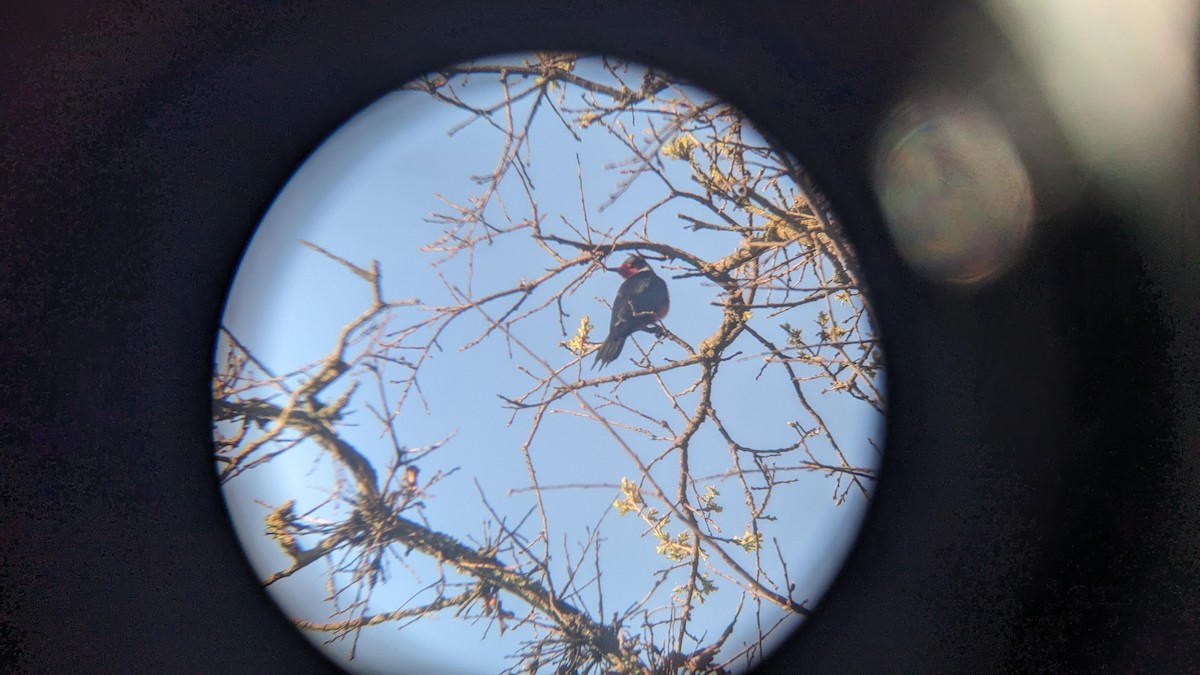 Lewis's Woodpecker - ML617010338