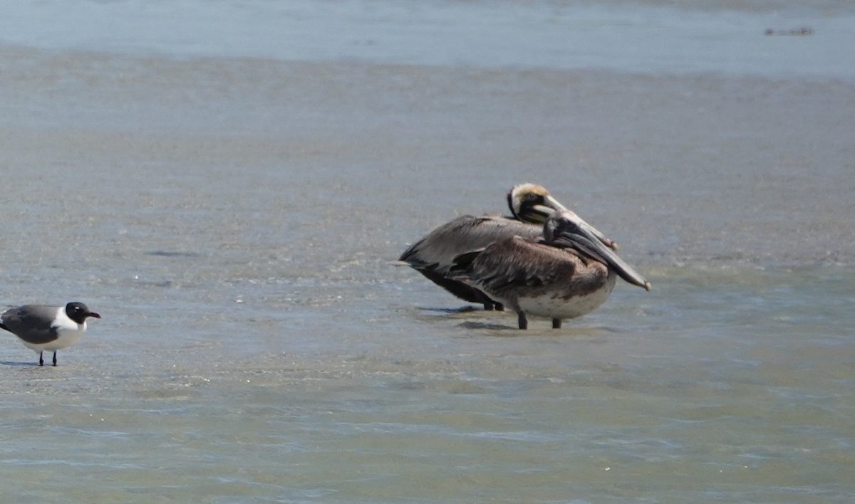 Brown Pelican - ML617010340