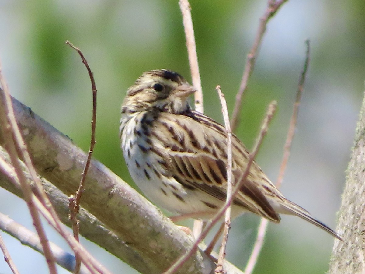 Savannah Sparrow - ML617010362
