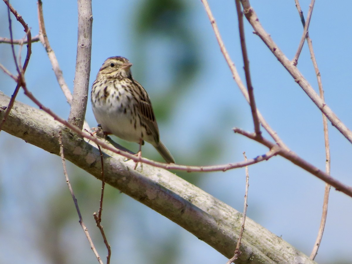Savannah Sparrow - ML617010363