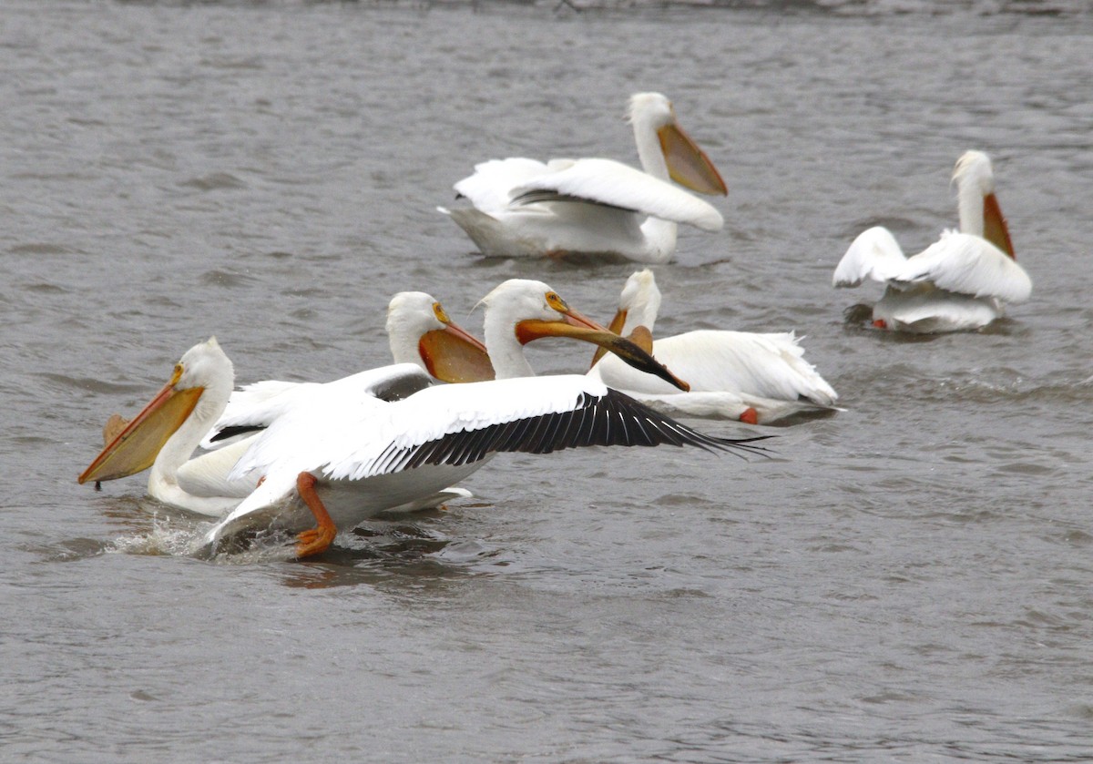 American White Pelican - ML617010395