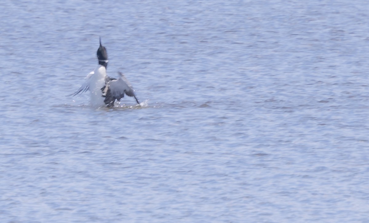 Common Loon - ML617010405