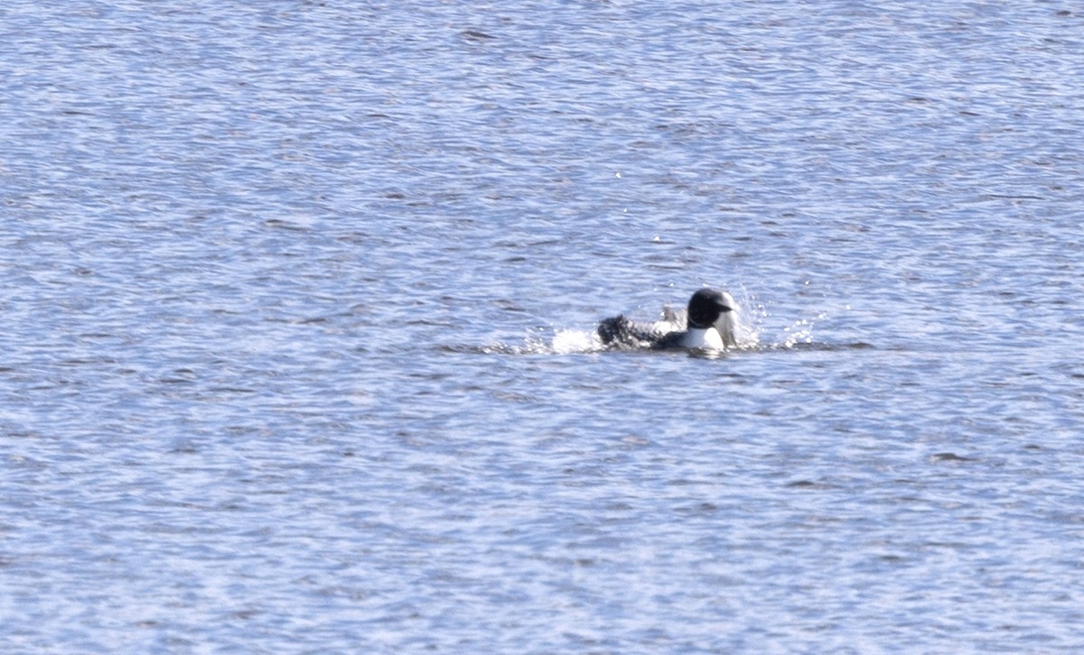 Common Loon - ML617010413