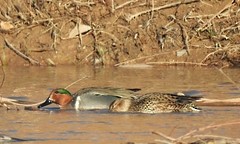 Green-winged Teal - ML617010415