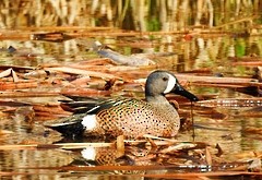 Blue-winged Teal - ML617010420