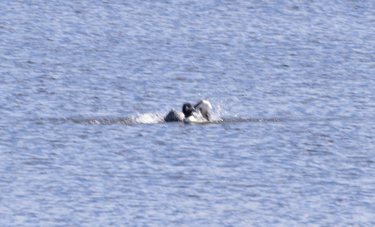 Common Loon - Robert Bochenek