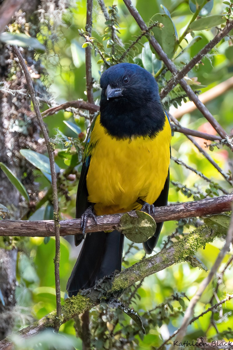 Black-chested Mountain Tanager - Kathleen Black