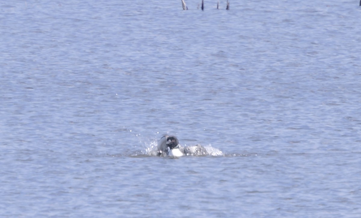 Common Loon - ML617010449