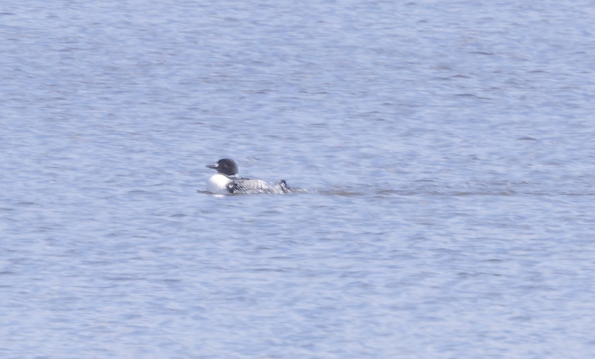 Common Loon - ML617010456