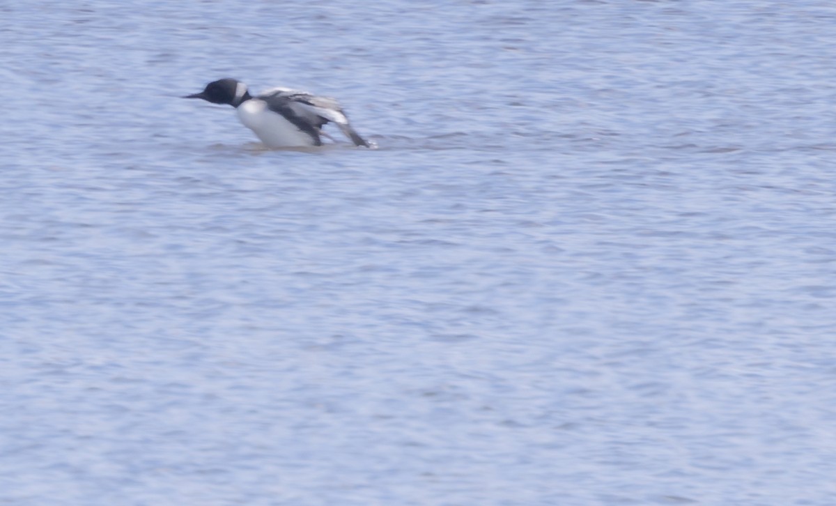 Common Loon - ML617010459