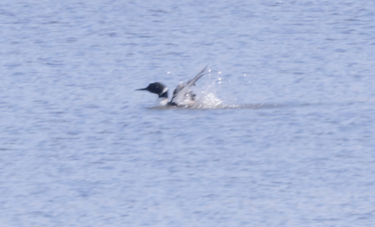 Common Loon - ML617010464