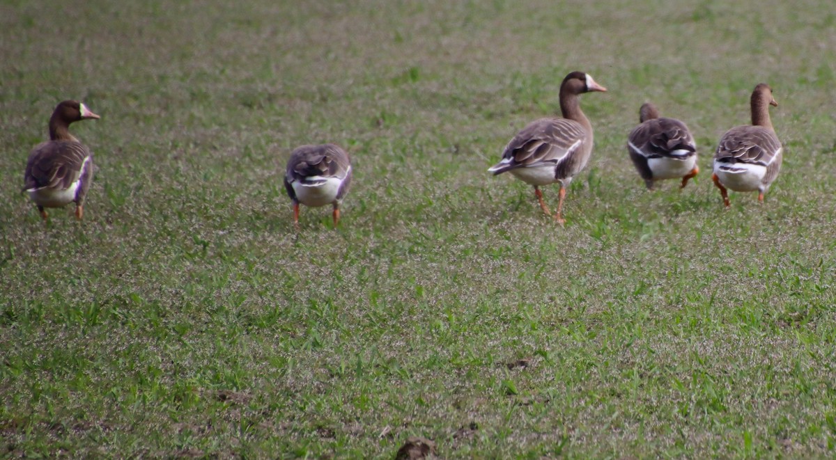 Greater White-fronted Goose - ML617010498