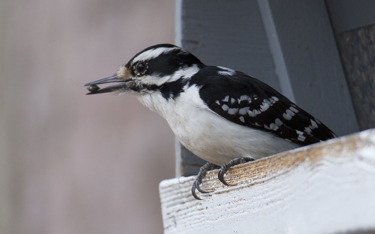 Downy Woodpecker - ML617010535