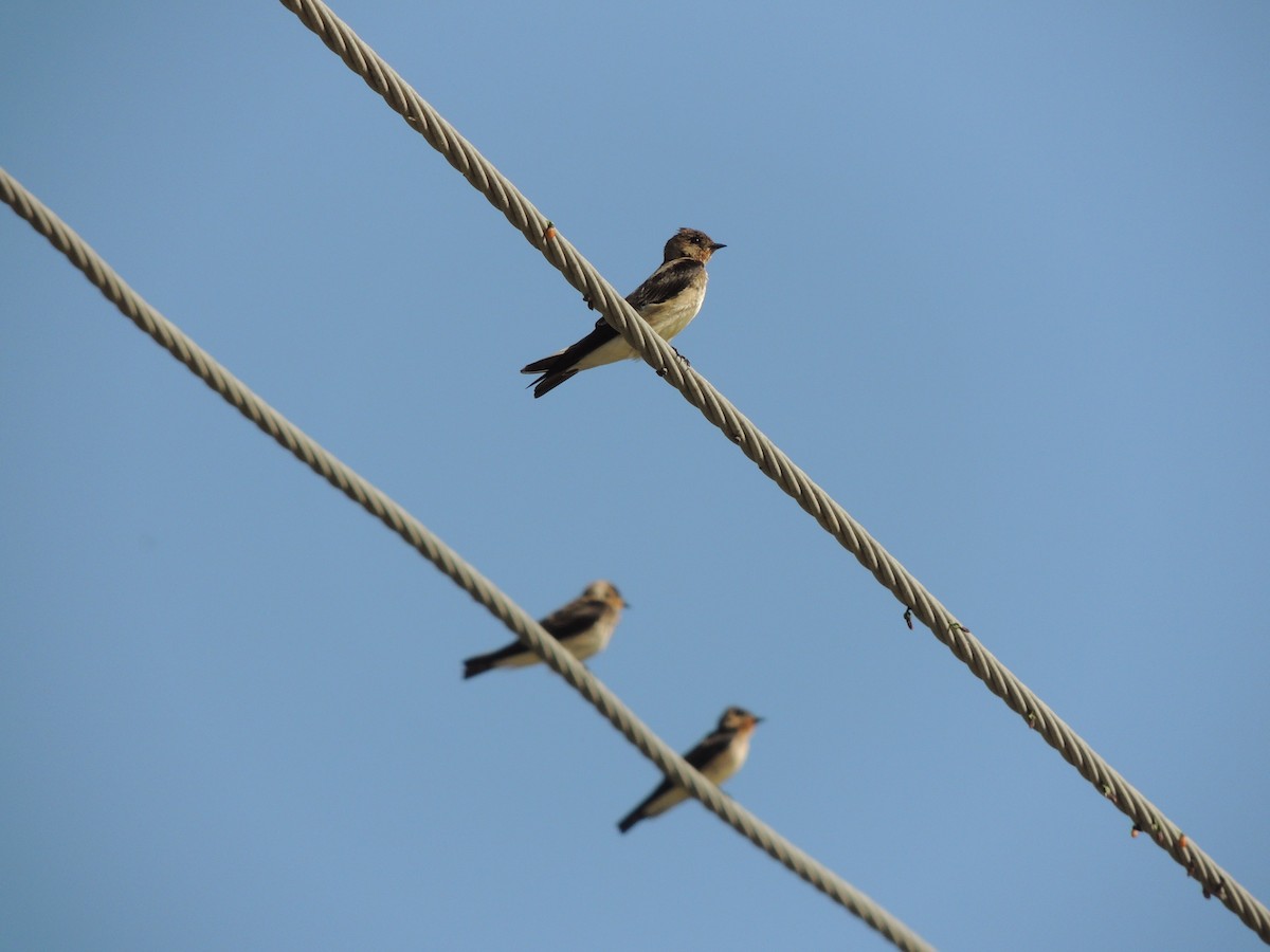 Southern Rough-winged Swallow - Carolina Dávila