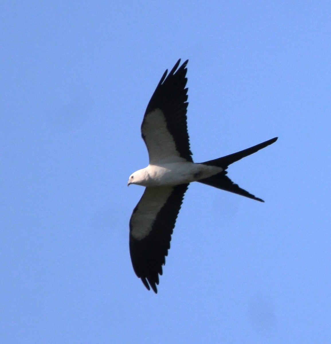 Swallow-tailed Kite - ML617010590