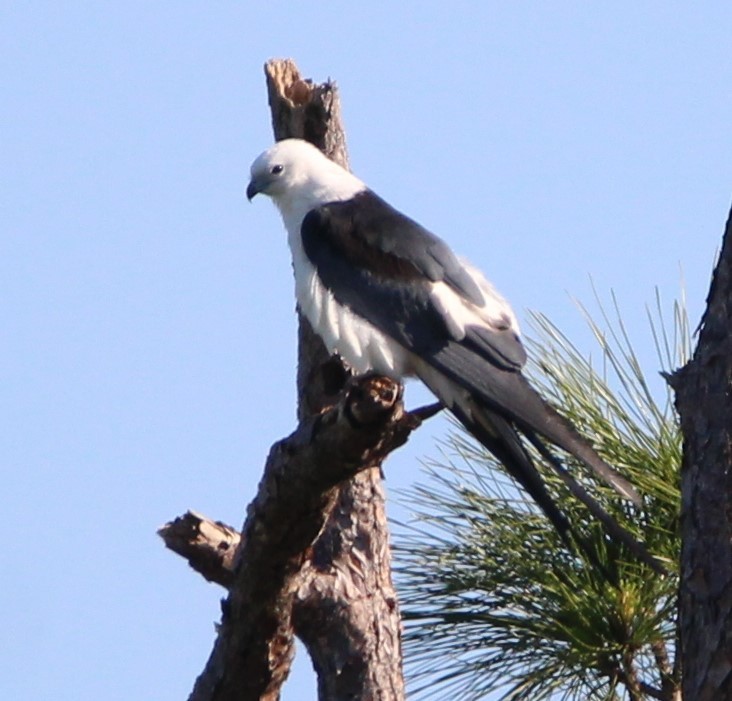 Swallow-tailed Kite - ML617010591