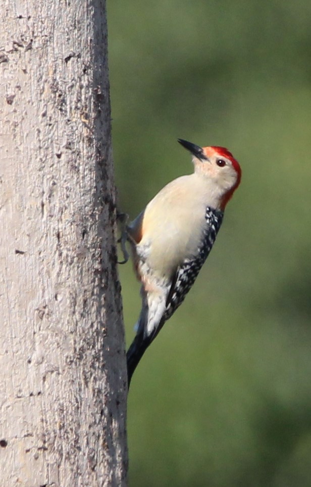 Red-bellied Woodpecker - ML617010604
