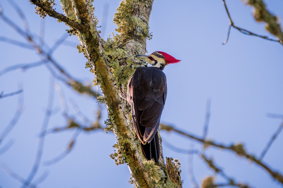 Pileated Woodpecker - ML617010608