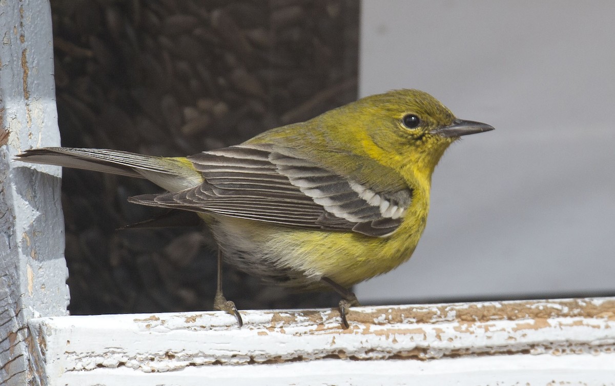 Pine Warbler - ML617010634