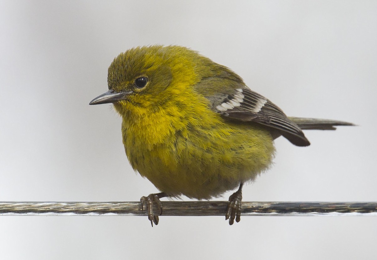 Pine Warbler - ML617010636