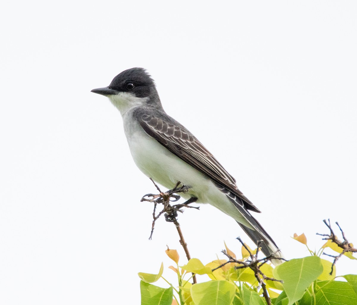 Eastern Kingbird - ML617010637