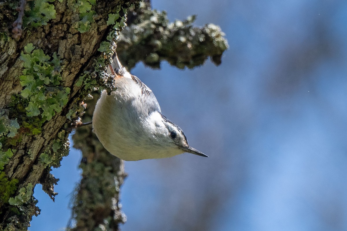 White-breasted Nuthatch - ML617010645