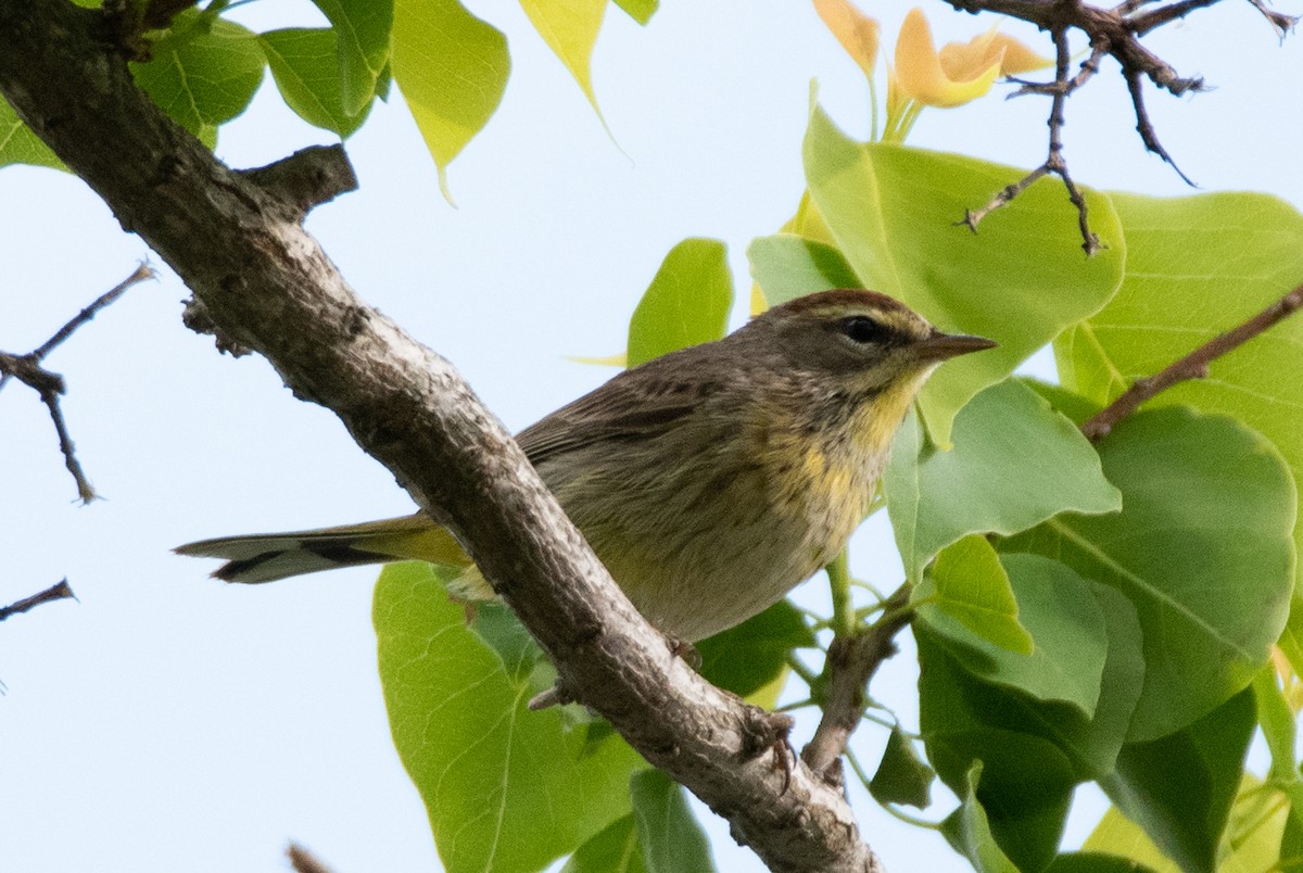 Palm Warbler - ML617010654