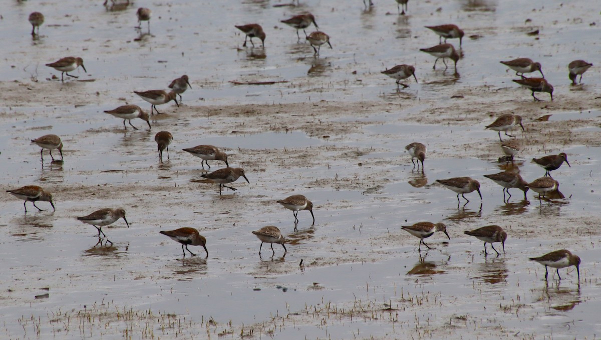 Dunlin - Dianne Murray