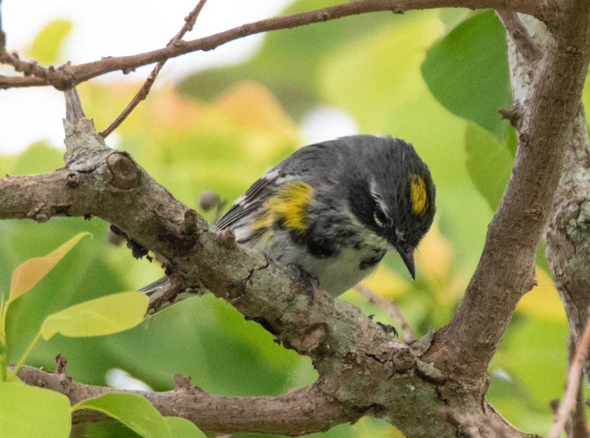 Yellow-rumped Warbler - ML617010666