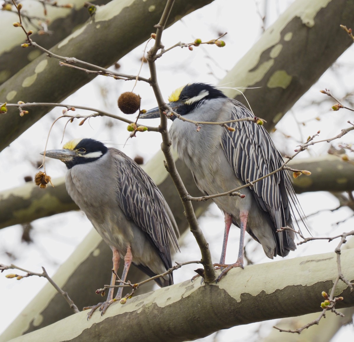 Yellow-crowned Night Heron - ML617010687