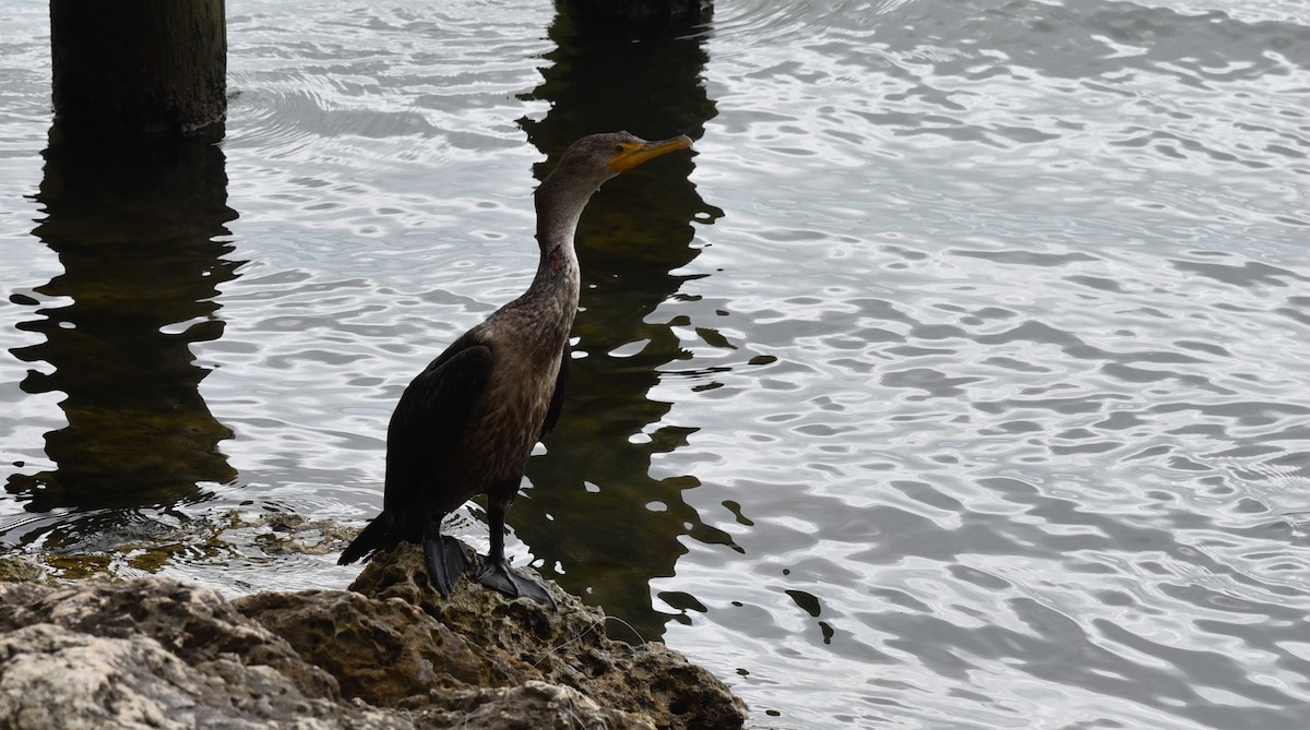 Double-crested Cormorant - ML617010700