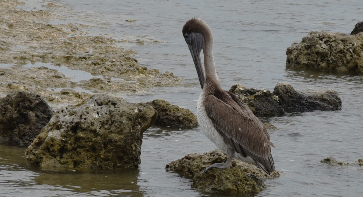 pelikán hnědý - ML617010718