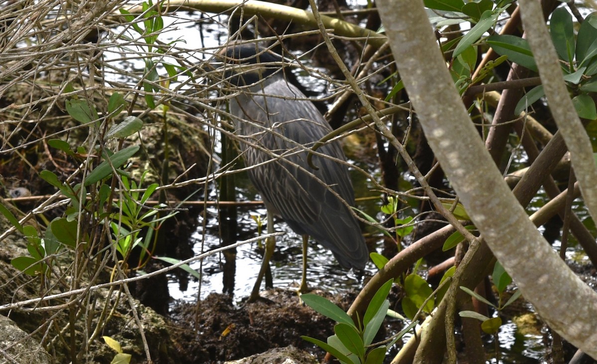 Yellow-crowned Night Heron - ML617010730