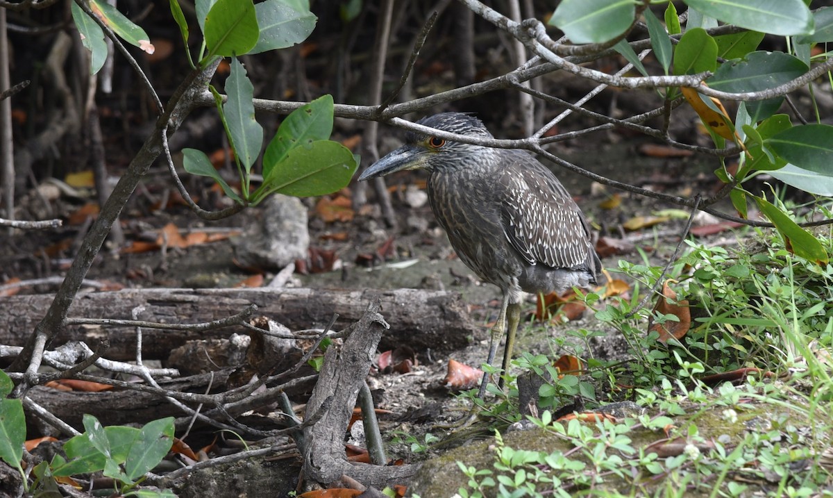 Yellow-crowned Night Heron - ML617010731