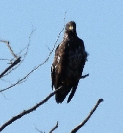 Bald Eagle - ML617010750