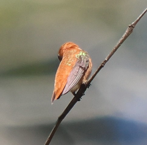 Rufous Hummingbird - ML617010804