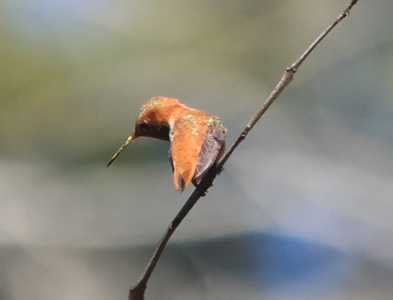 Rufous Hummingbird - ML617010807