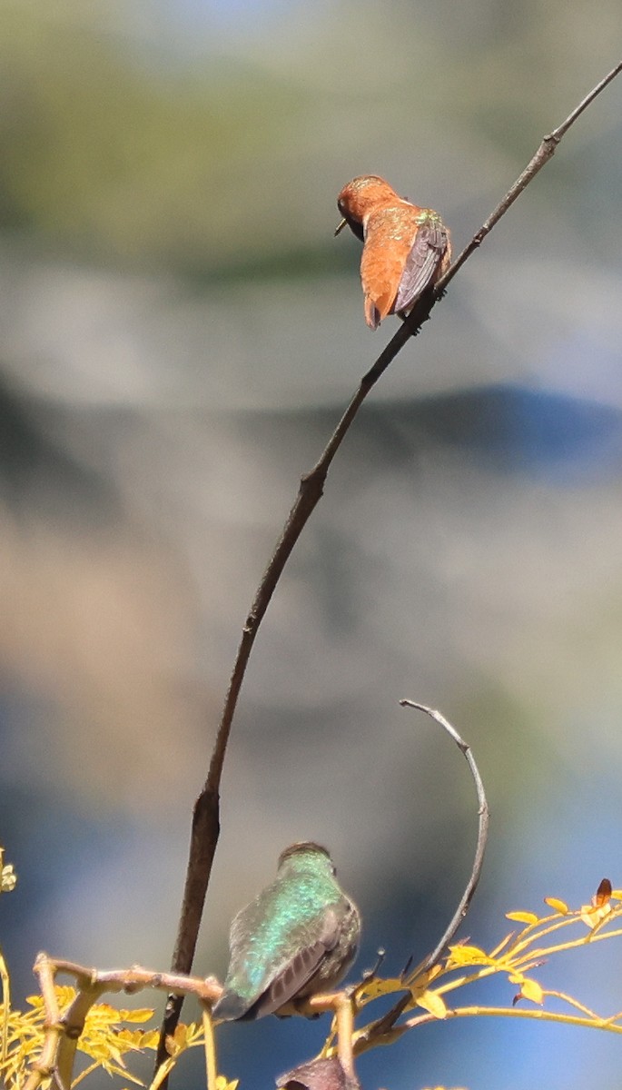 Rufous Hummingbird - ML617010809