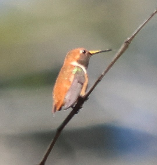 Rufous Hummingbird - ML617010810