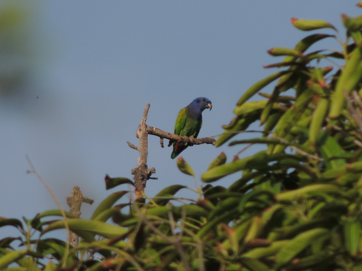 Blue-headed Parrot - Carolina Dávila